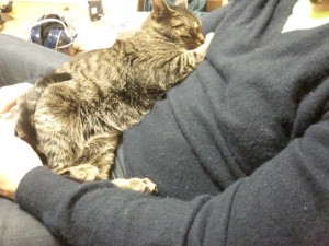 今日のぎんなん